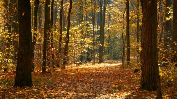 Camino en el bosque de otoño — Vídeo de stock