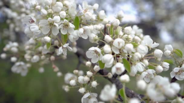 Une branche de pommier en fleurs sur un vent printanier léger . — Video