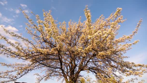 Kvetoucí jablečný strom osvětlený večerním sluncem. — Stock video