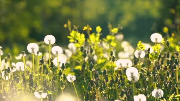 Dientes de león en el verde prado soleado. — Vídeos de Stock