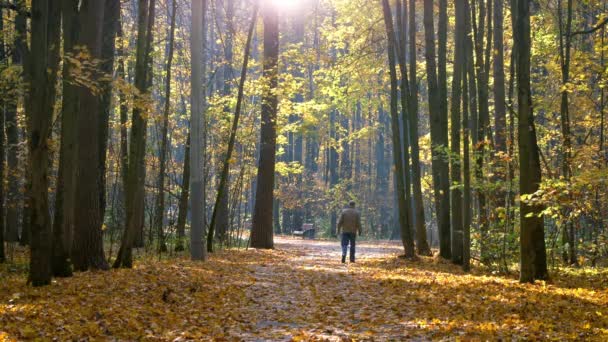 Walking in autumn park — Stock Video