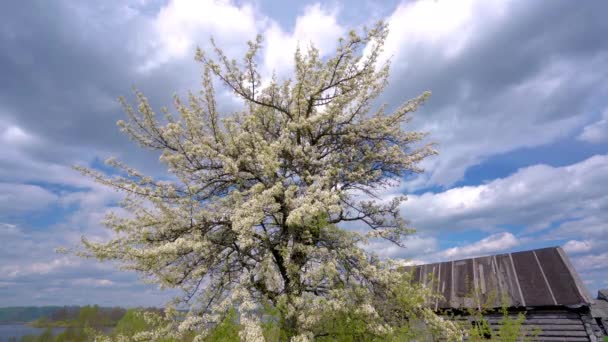 Un manzano solitario floreciendo en el viento primaveral ligero en un campo . — Vídeos de Stock