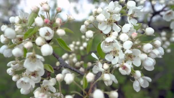 Una rama de manzano floreciente en el viento de primavera ligero . — Vídeos de Stock