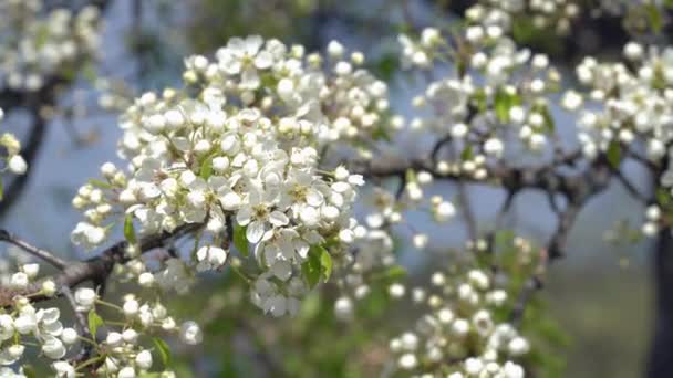 Une branche de pommier en fleurs sur un vent printanier léger . — Video