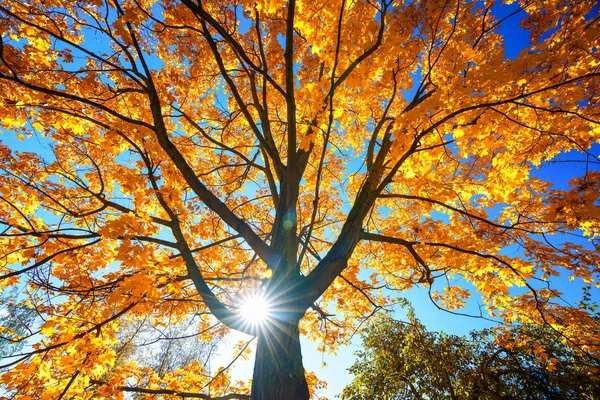 阳光明媚的秋枫在蓝天上 — 图库照片