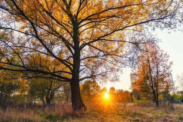 Árvore brilhante no ensolarado parque de outono — Fotografia de Stock