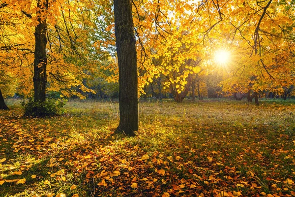 Árvore brilhante no ensolarado parque de outono — Fotografia de Stock