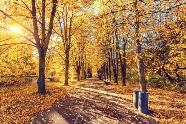 Callejón en el vibrante parque de otoño —  Fotos de Stock