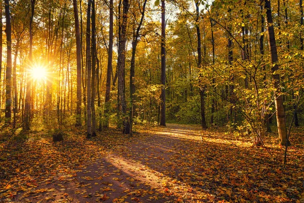 Fényes fák a napos őszi parkban — Stock Fotó