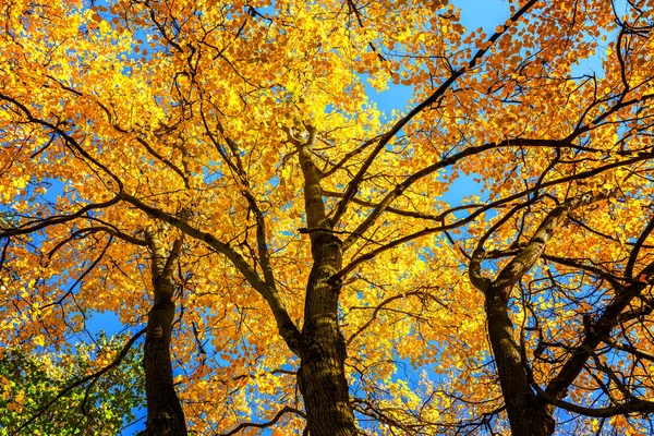 Soliga höst träd över blå himmel — Stockfoto