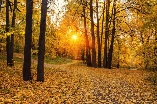 Alberi luminosi nel soleggiato parco autunnale — Foto Stock