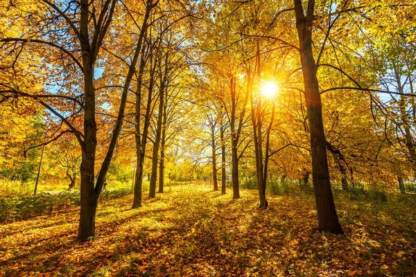 Allée dans le parc d'automne dynamique — Photo