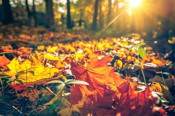 Gros plan du feuillage lumineux dans le parc d'automne — Photo
