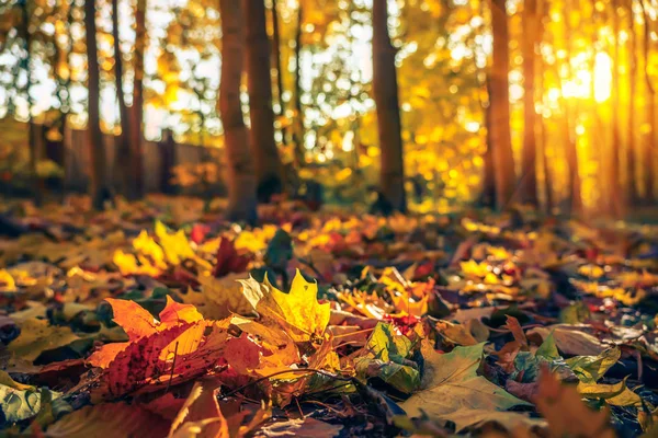 Zbliżenie jasnych liści w jesiennym parku — Zdjęcie stockowe