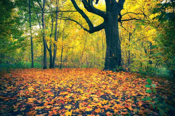 Lebendiges Laub im herbstlichen Wald — Stockfoto