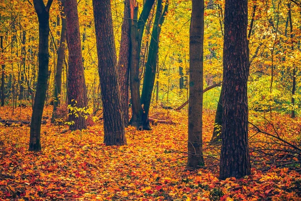 Zářivý slunečný podzim v lese — Stock fotografie