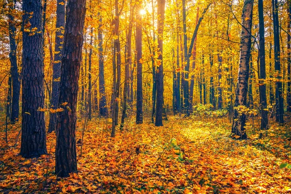 Árvores brilhantes na ensolarada floresta de outono — Fotografia de Stock