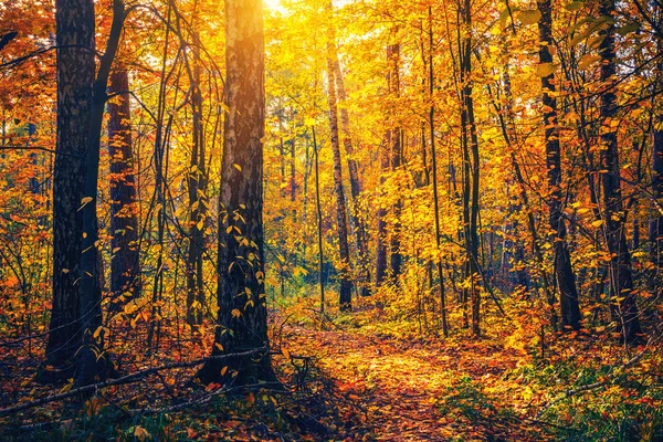 Árboles brillantes en el soleado bosque otoñal — Foto de Stock