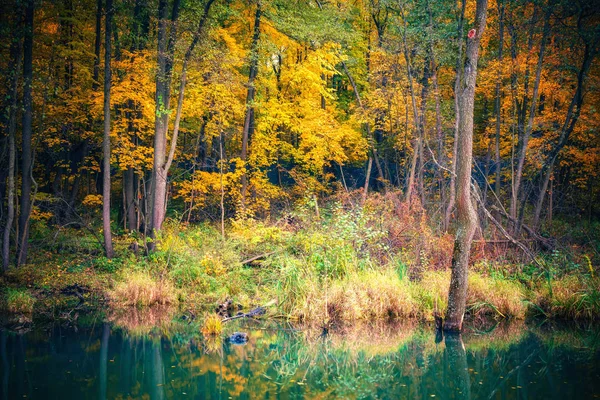 Livlig höst skog som reflekteras i en flod — Stockfoto