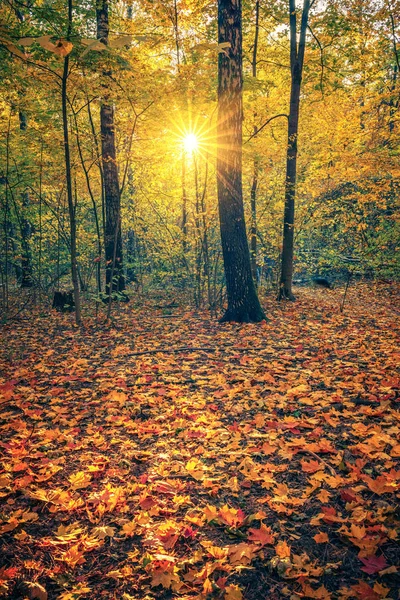 日没の明るい秋の公園 — ストック写真