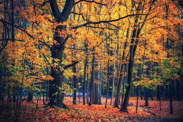 Lebendiges Laub im herbstlichen Wald — Stockfoto