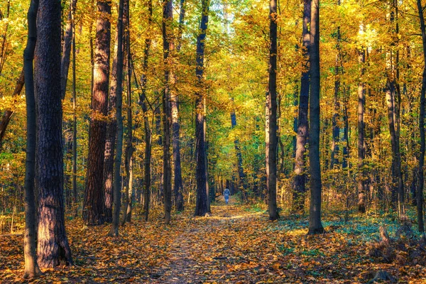 Via na floresta de outono — Fotografia de Stock