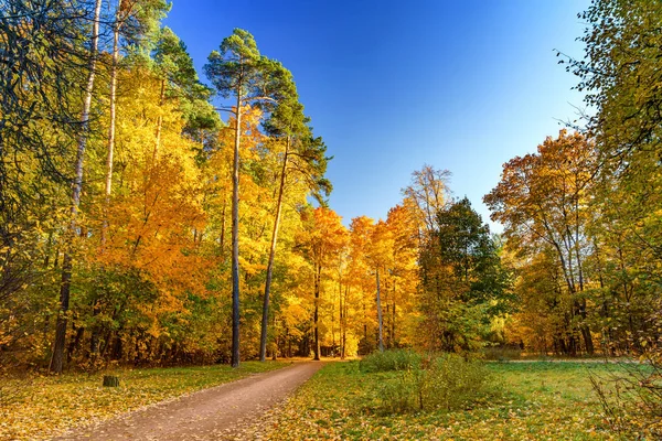Słoneczny jesień w parku — Zdjęcie stockowe
