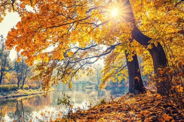 Jasne drzewo w słonecznym jesiennym parku — Zdjęcie stockowe