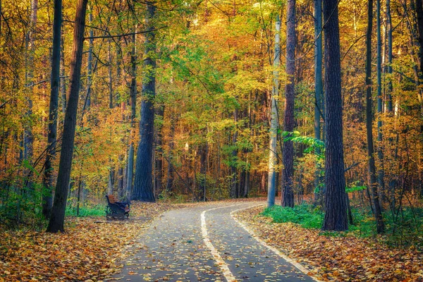 秋の森への道 — ストック写真