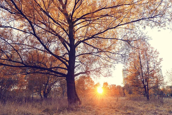 Světlý strom ve slunečném podzimním parku — Stock fotografie