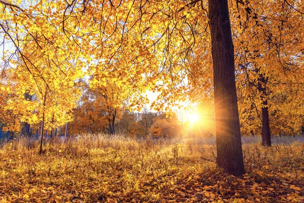 Arbre lumineux dans le parc ensoleillé d'automne — Photo