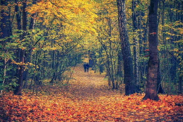 Caminho no parque de outono — Fotografia de Stock