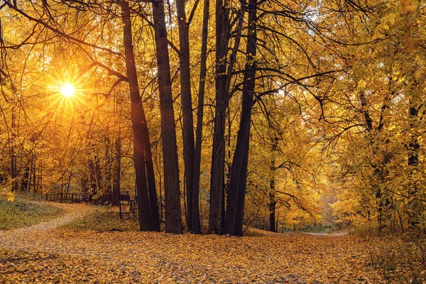 Parque de outono brilhante ao pôr-do-sol — Fotografia de Stock