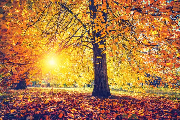 Copac strălucitor în parcul însorit de toamnă — Fotografie, imagine de stoc