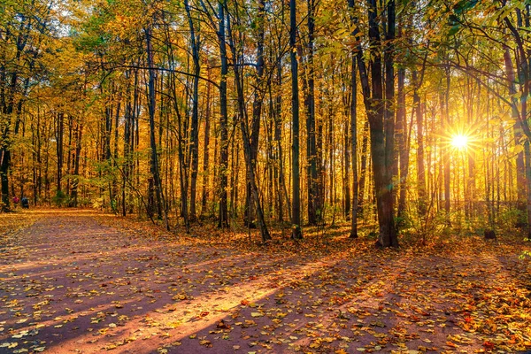 Fényes fák a napos őszi parkban — Stock Fotó