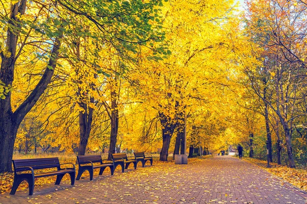 Callejón en el vibrante parque de otoño —  Fotos de Stock