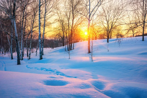 Барвистий зимовий захід сонця — стокове фото