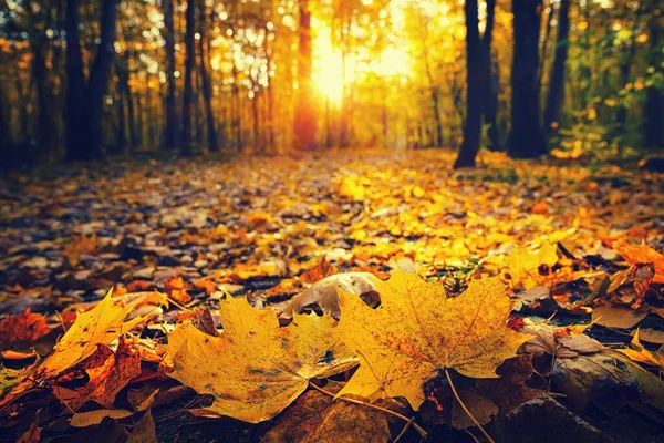 Světlé listí v podzimním parku — Stock fotografie