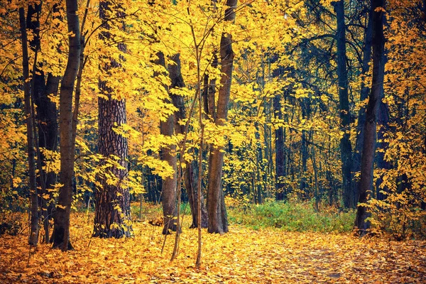 Sonbahar ormanlarında yol — Stok fotoğraf