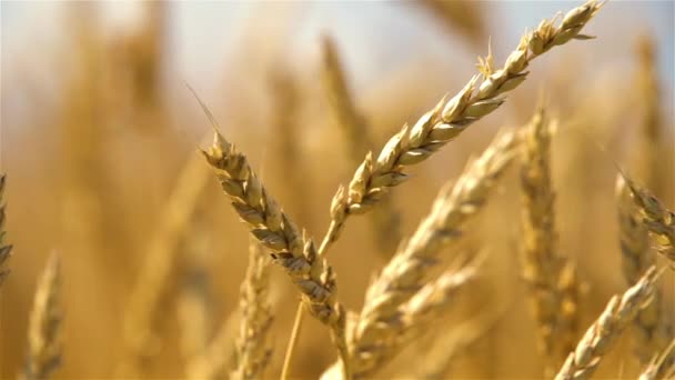 Primer plano de espigas de trigo dorado en el día soleado. — Vídeos de Stock