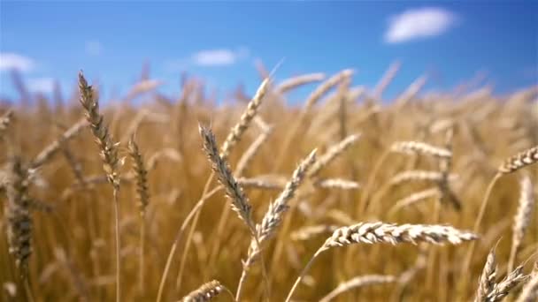Zbliżenie złotych uszu pszenicy nad błękitnym niebem w słoneczny dzień. — Wideo stockowe