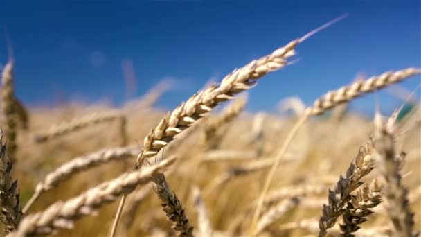 Primer plano de espigas de trigo dorado sobre el cielo azul en un día soleado. — Vídeos de Stock