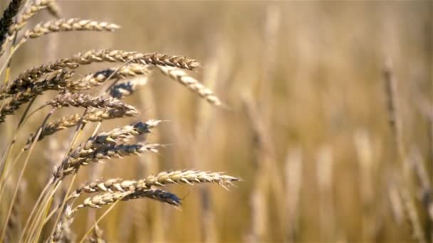 Großaufnahme von goldenen Weizenähren an sonnigen Tagen. — Stockvideo