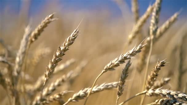 Primer plano de espigas de trigo dorado sobre el cielo azul en un día soleado. — Vídeos de Stock