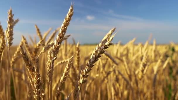 Primer plano de espigas de trigo dorado sobre el cielo azul en un día soleado. — Vídeos de Stock