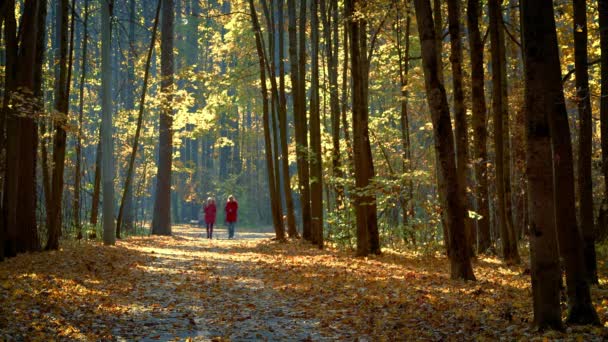 Passeggiate nel parco autunnale — Video Stock