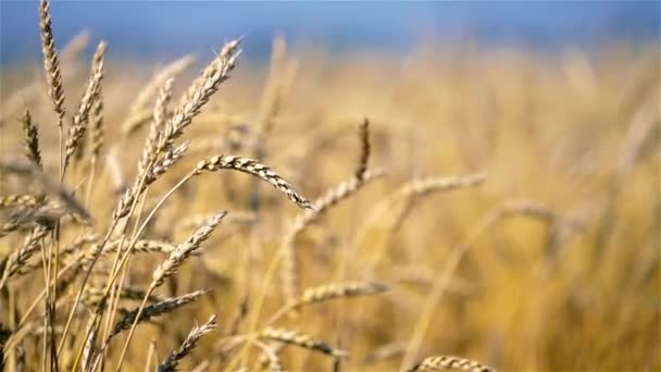 Primer plano de espigas de trigo dorado sobre el cielo azul en un día soleado. — Vídeos de Stock