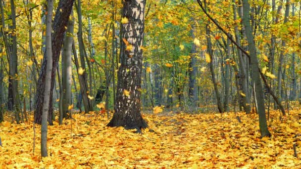 秋の公園の紅葉 — ストック動画