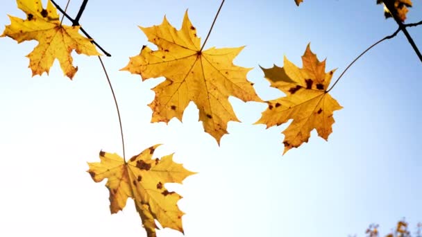 Солнечные осенние кленовые листья — стоковое видео