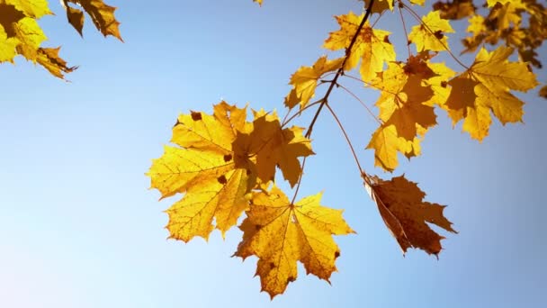 Zonnige herfst esdoorn bladeren — Stockvideo